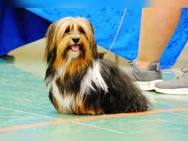 Zuchtrüde "Joschi" Tricolor Havaneser mit Charme & Ausstrahlung