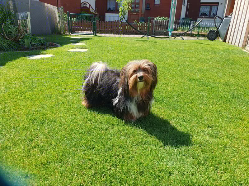 Zuchtrüde "Joschi" Tricolor Havaneser mit Charme & Ausstrahlung