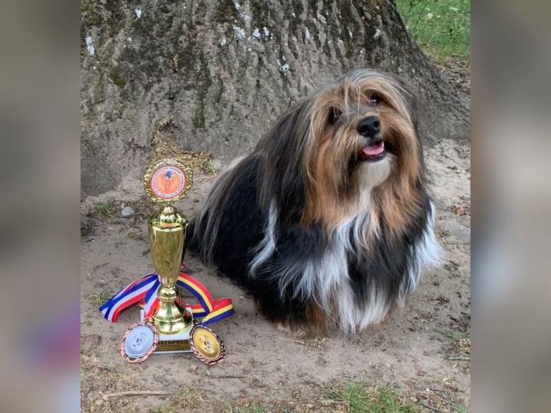 Zuchtrüde "Joschi" Tricolor Havaneser mit Charme & Ausstrahlung