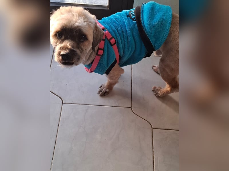 Hund Rüde Havaneser-Mischling Tierschutz Bundesweite Vermittlung