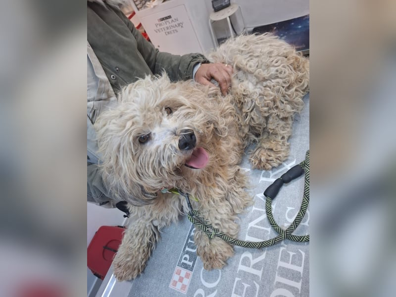 Hund Rüde Tierschutz Familienhund Bundesweite Vermittlung