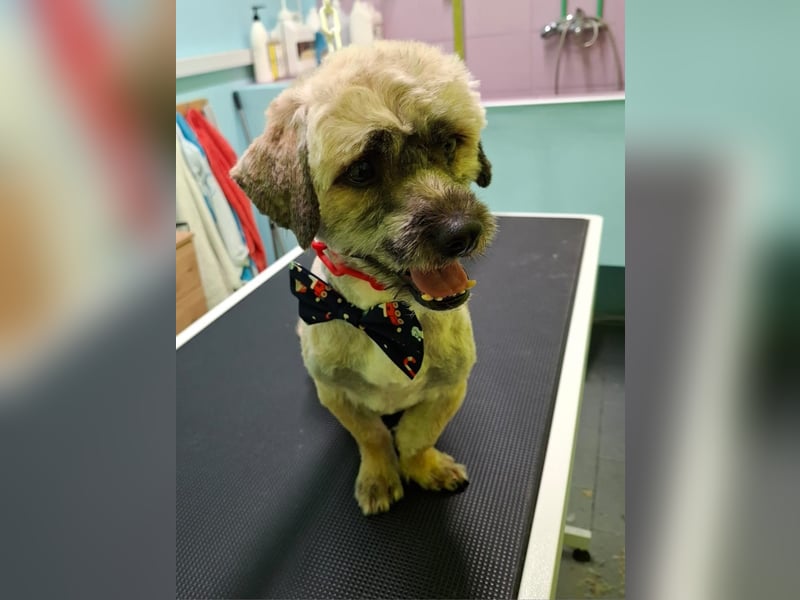 Hund Rüde Havaneser-Mischling Tierschutz Bundesweite Vermittlung