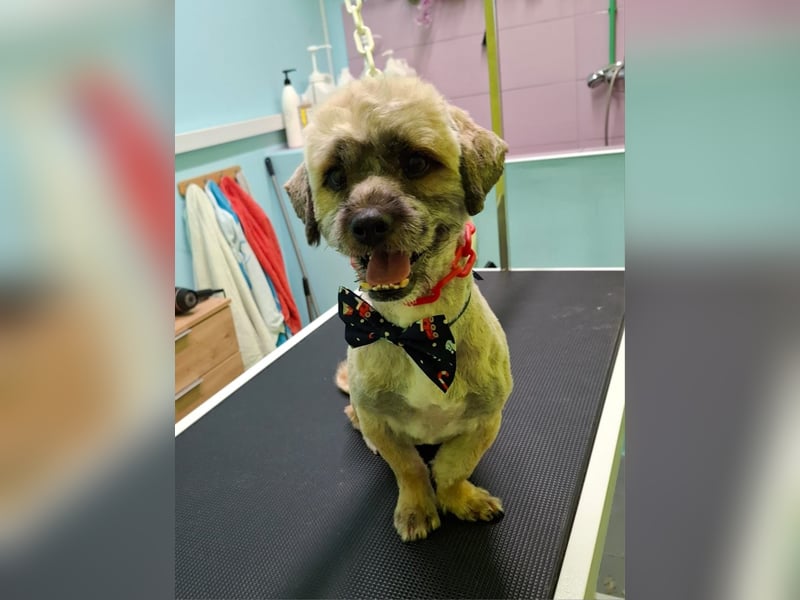 Hund Rüde Havaneser-Mischling Tierschutz Bundesweite Vermittlung