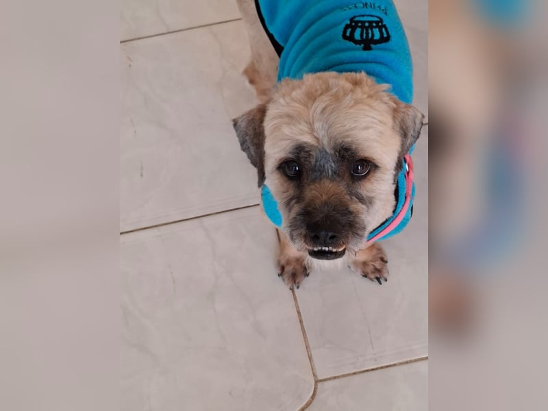 Hund Rüde Havaneser-Mischling Tierschutz Bundesweite Vermittlung