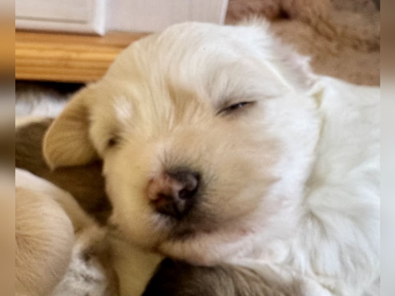 Ich bin der Balu Havaneser Welpe mit Ahnentafel