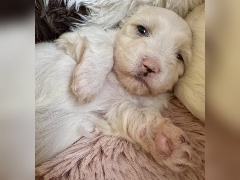 Bond Havaneser Welpe mit Ahnentafel