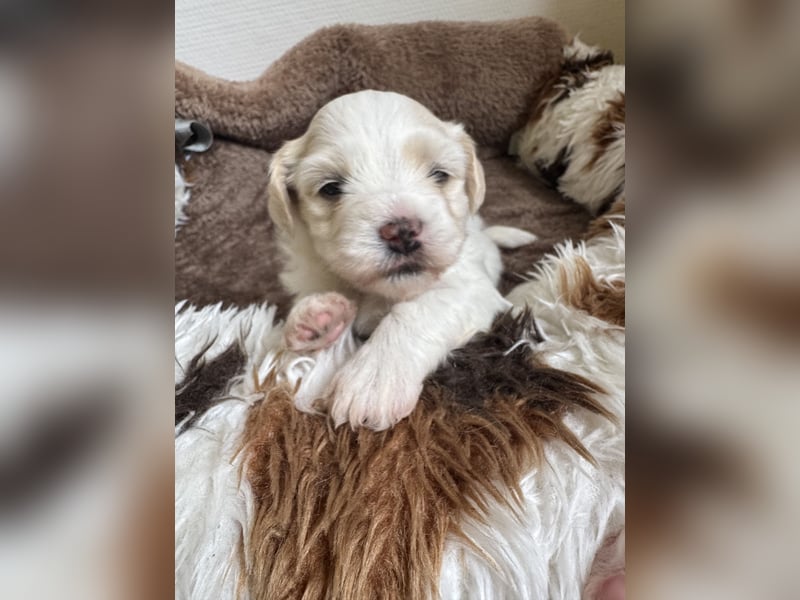 Becky Havaneser Welpe mit Ahnentafel