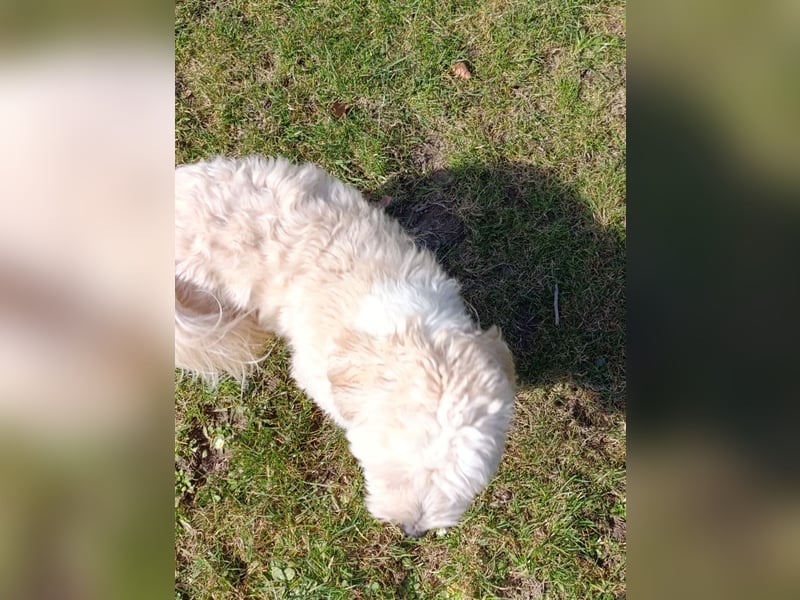 Havaneserrüde sucht neues Zuhause