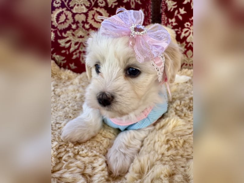 Havaneser Welpen reinrassig mit Ahnentafel