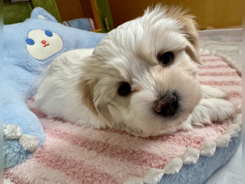 Havaneser Welpen reinrassig mit Ahnentafel