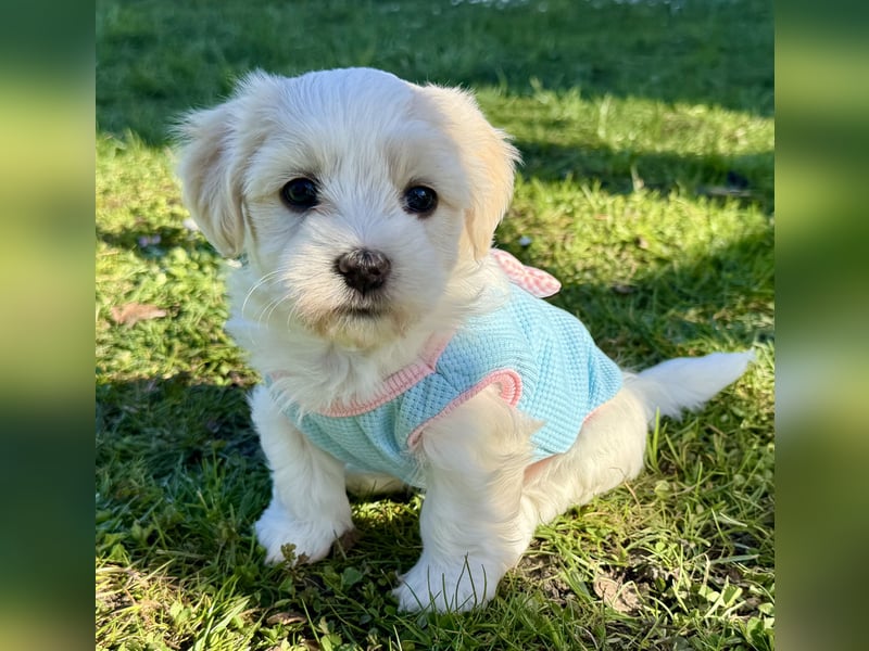 Havaneser Welpen reinrassig mit Ahnentafel