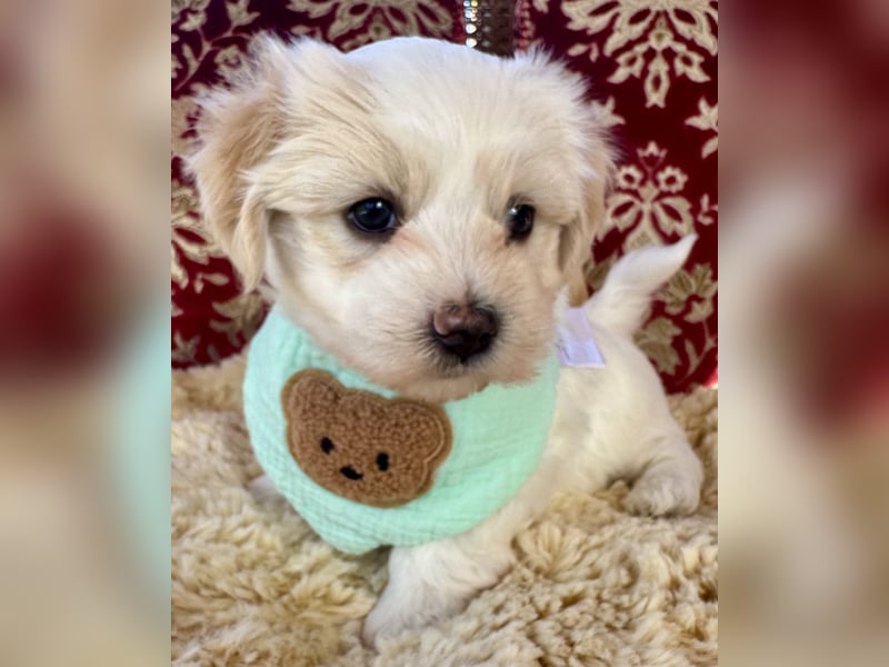 Havaneser Welpen reinrassig mit Ahnentafel