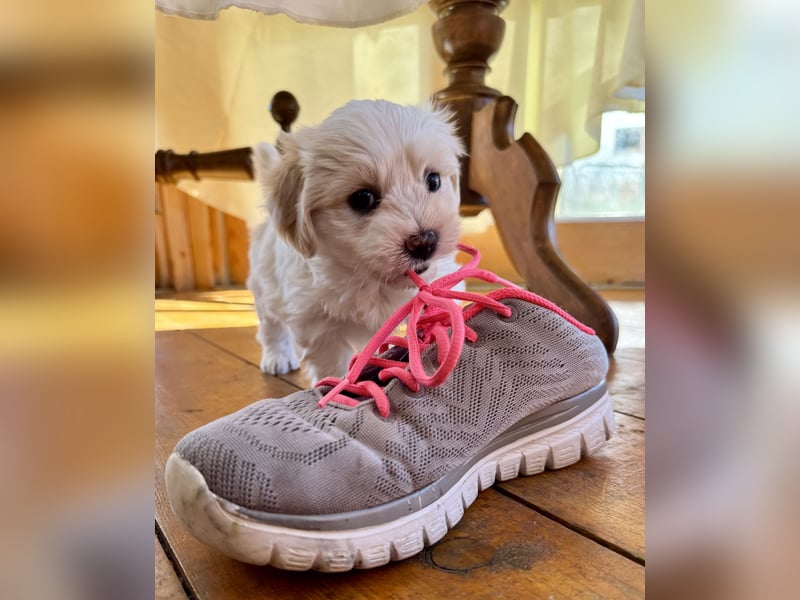 Havaneser Welpen reinrassig mit Ahnentafel