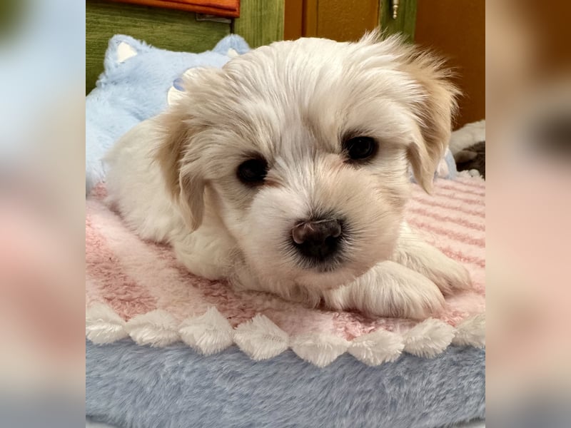 Havaneser Welpen reinrassig mit Ahnentafel