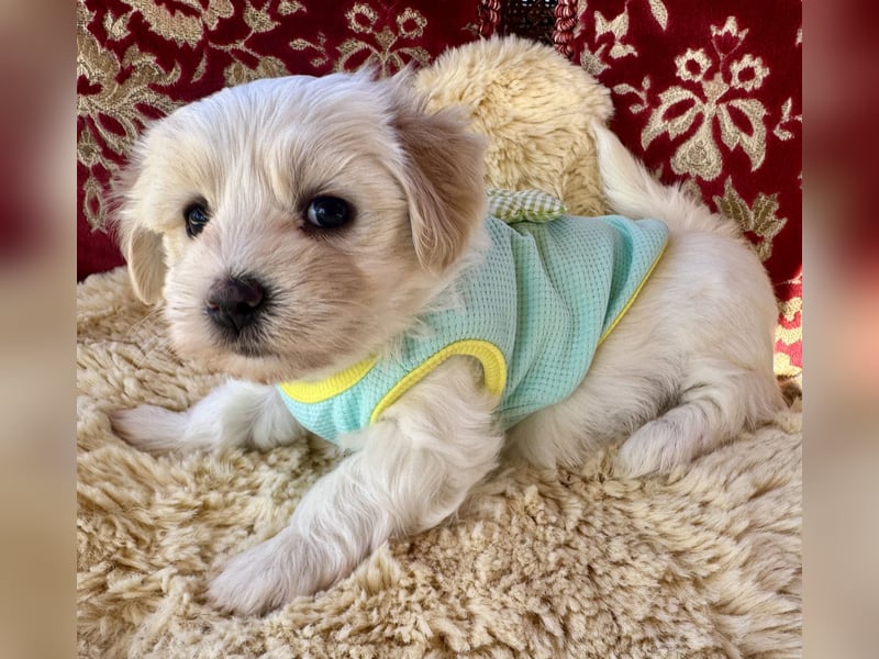 Havaneser Welpen reinrassig mit Ahnentafel