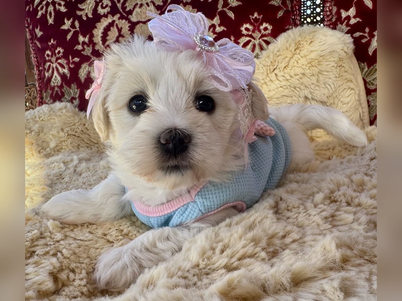 Havaneser Welpen reinrassig mit Ahnentafel