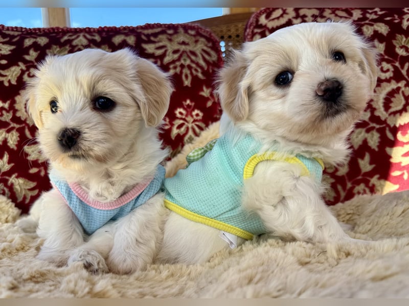 Havaneser Welpen reinrassig mit Ahnentafel