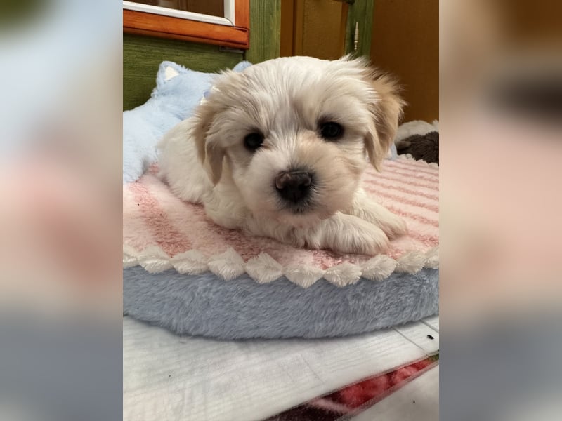 Havaneser Welpen reinrassig mit Ahnentafel