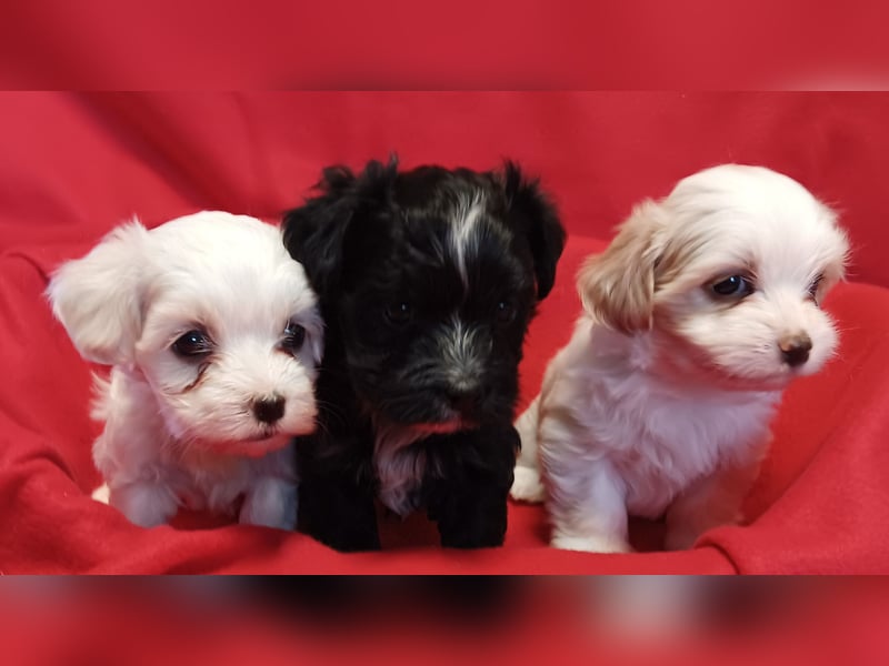 Wundervolle Havaneser Welpen mit Ahnentafel