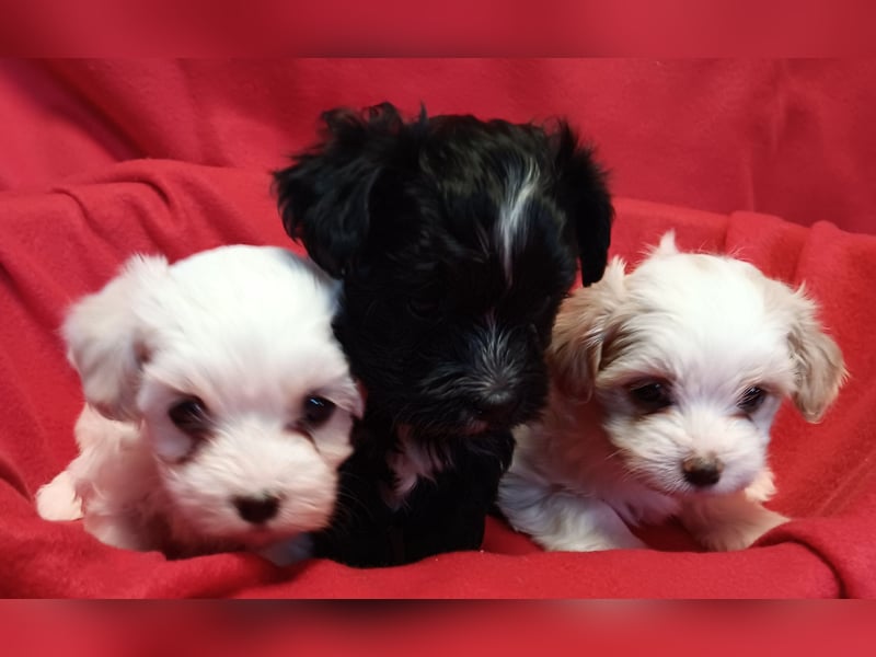 Wundervolle Havaneser Welpen mit Ahnentafel