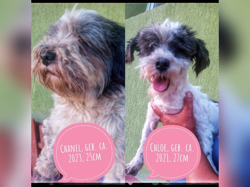 Chloé und Chanel suchen ein gemeinsames Zuhause