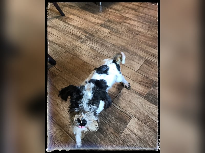 Chloé und Chanel suchen ein gemeinsames Zuhause