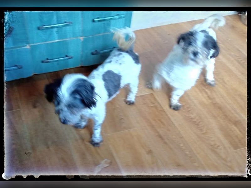 Chloé und Chanel suchen ein gemeinsames Zuhause