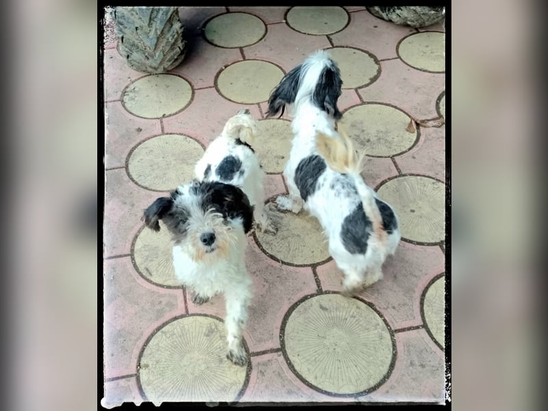 Chloé und Chanel suchen ein gemeinsames Zuhause