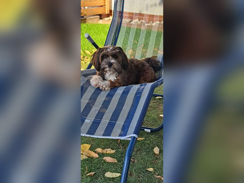 Havaneser "Joshi" (12 Monate) mit Ahnentafel sucht ruhiges Für-immer-Zuhause