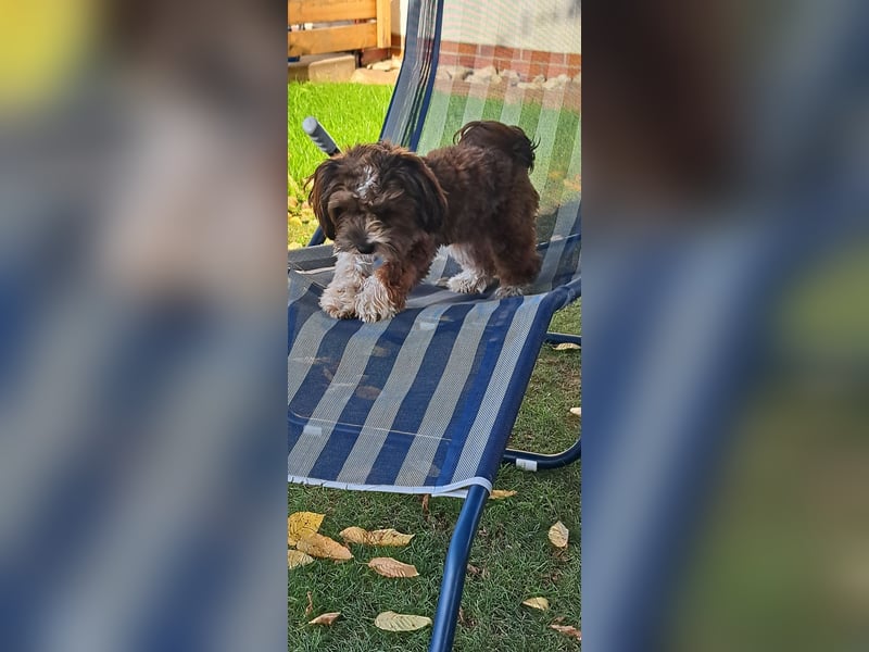 Havaneser "Joshi" (12 Monate) mit Ahnentafel sucht ruhiges Für-immer-Zuhause
