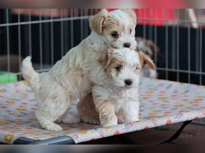 Havaneserwelpen aus VDH Zucht zwischen Hannover und Bremen
