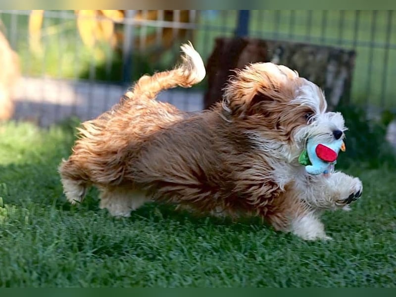 Havaneserwelpen aus VDH Zucht zwischen Hannover und Bremen