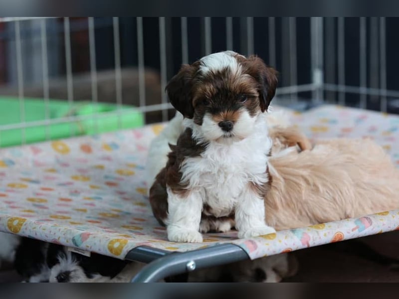 Havaneserwelpen aus VDH Zucht zwischen Hannover und Bremen