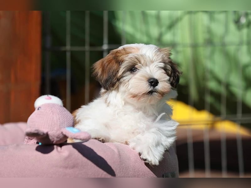 Havaneserwelpen aus VDH Zucht zwischen Hannover und Bremen