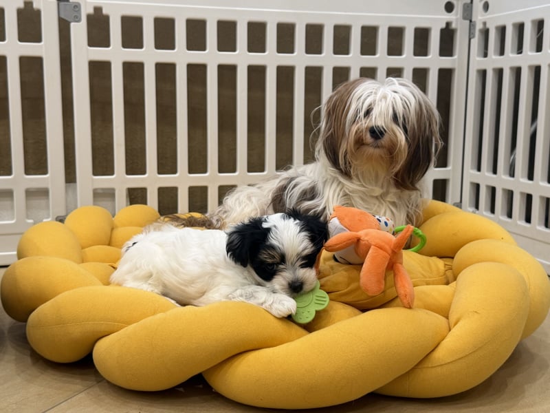 Havaneserwelpen aus VDH Zucht zwischen Hannover und Bremen