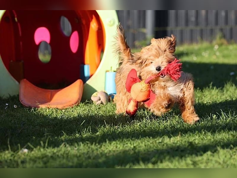 Havaneserwelpen aus VDH Zucht zwischen Hannover und Bremen