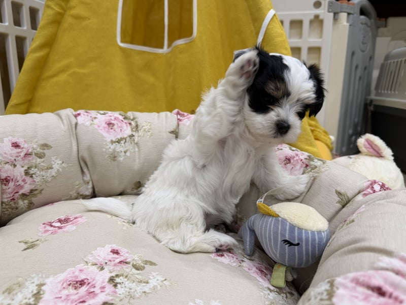 Havaneserwelpen aus VDH Zucht zwischen Hannover und Bremen