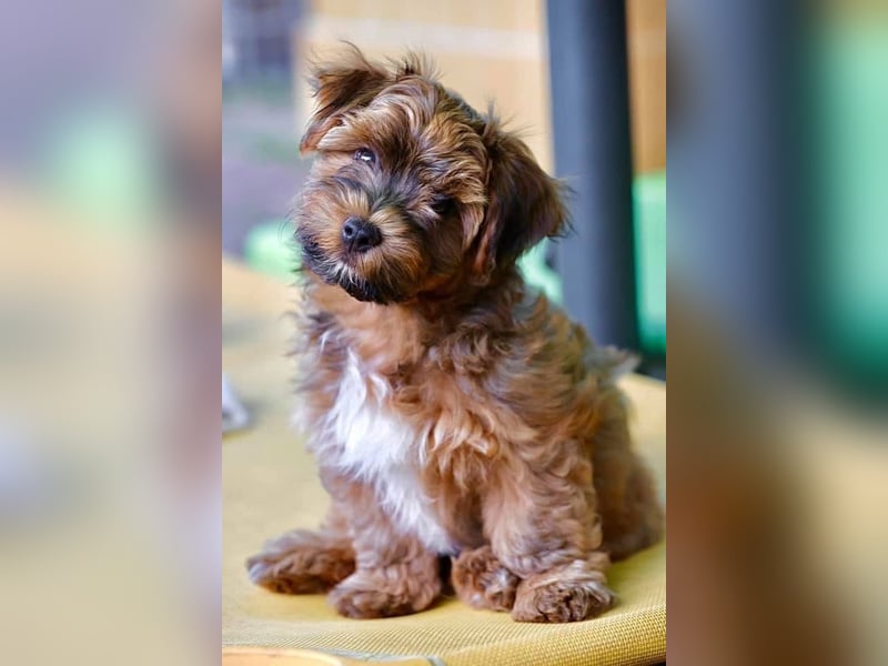 Havaneserwelpen aus VDH Zucht zwischen Hannover und Bremen