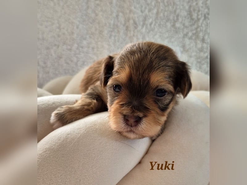 Havaneser Welpen in rot und schoko mit Ahnentafel