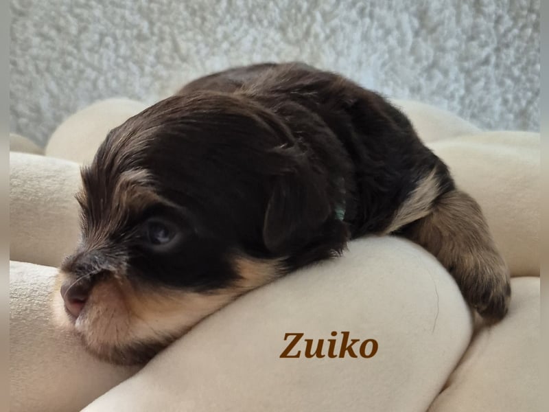 Havaneser Welpen in rot und schoko mit Ahnentafel