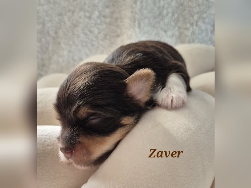 Havaneser Welpen in rot und schoko mit Ahnentafel