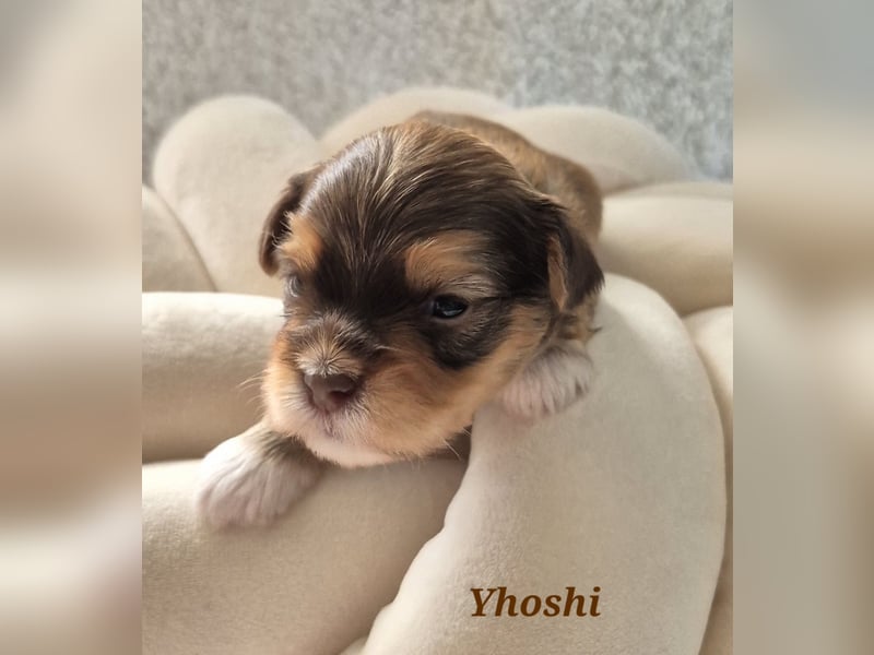 Havaneser Welpen in rot und schoko mit Ahnentafel