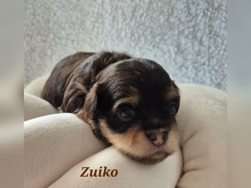 Havaneser Welpen in rot und schoko mit Ahnentafel