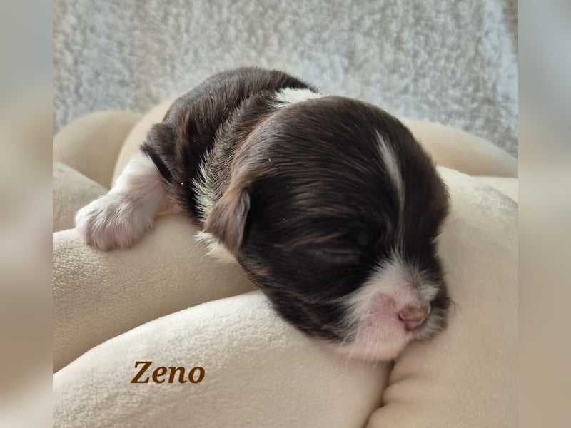 Havaneser Welpen in rot und schoko mit Ahnentafel