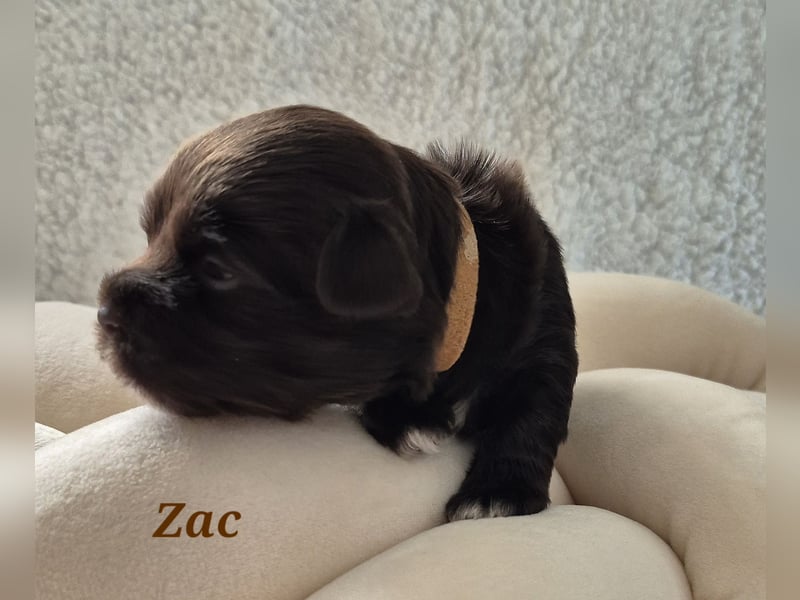 Havaneser Welpen in rot und schoko mit Ahnentafel