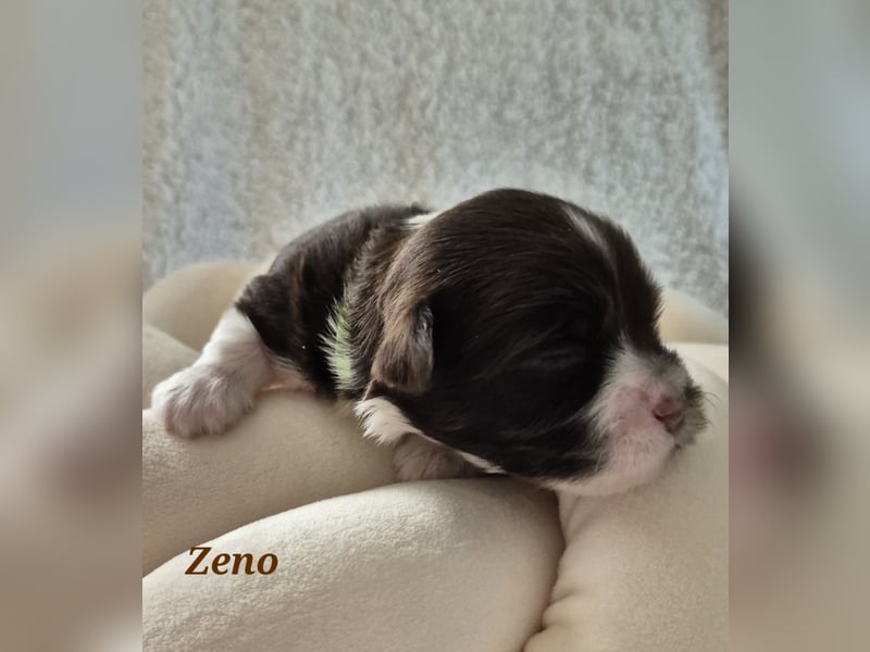 Havaneser Welpen in rot und schoko mit Ahnentafel