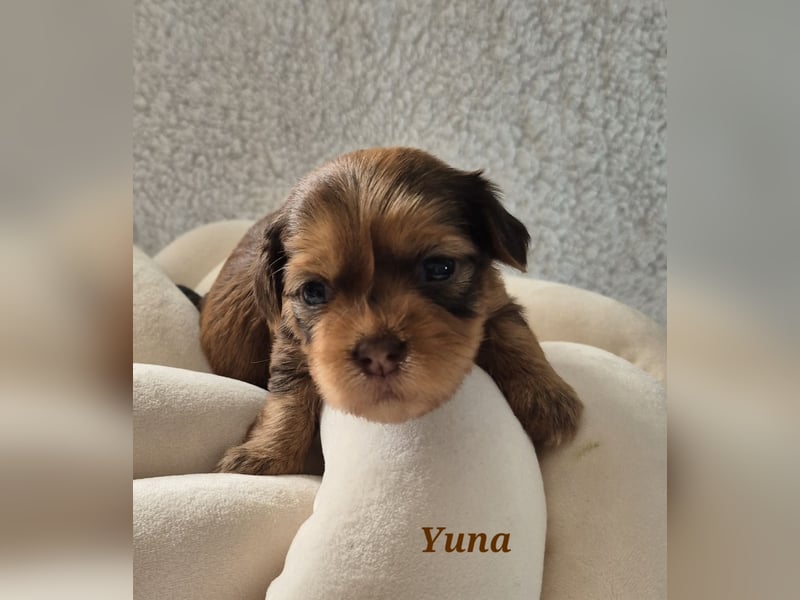 Havaneser Welpen in rot und schoko mit Ahnentafel