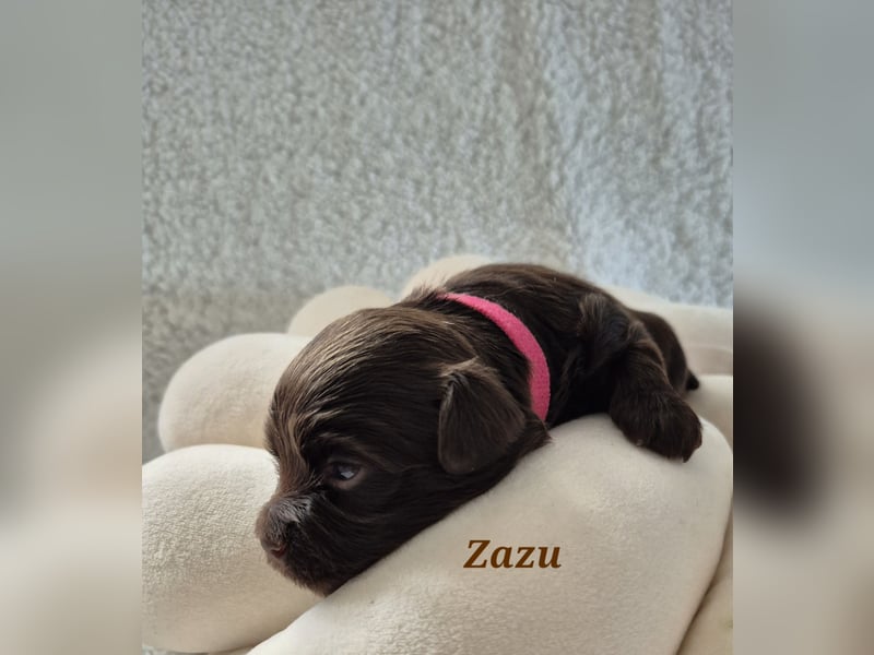 Havaneser Welpen in rot und schoko mit Ahnentafel