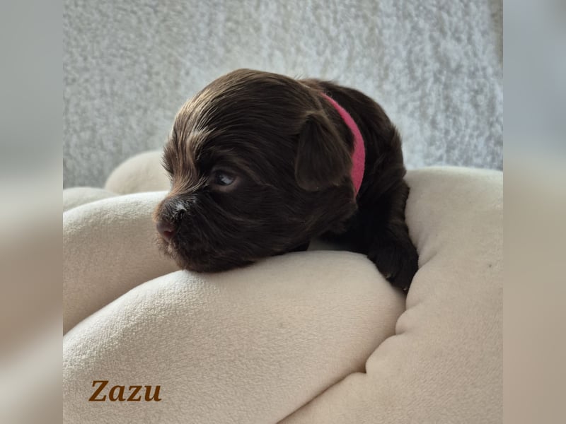 Havaneser Welpen in rot und schoko mit Ahnentafel