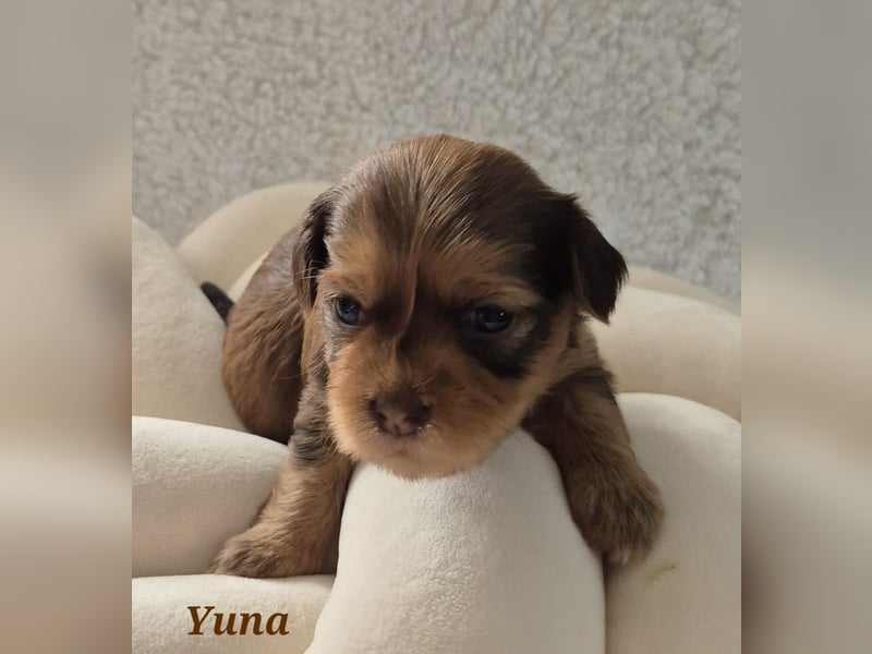 Havaneser Welpen in rot und schoko mit Ahnentafel